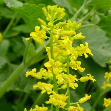 Közönséges borbálafű (Barbarea vulgaris) vetőmag