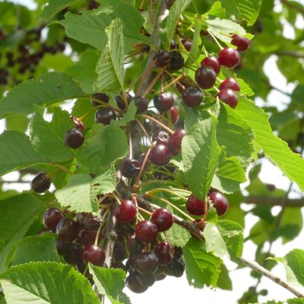 Madárcseresznye (Cerasus avium) vetőmag