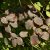Veresgyűrű som (Cornus sanguinea) vetőmag