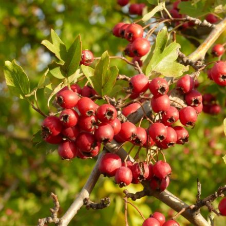 Egybibés galagonya (Crataegus monogyna) szabadgyökeres csemete