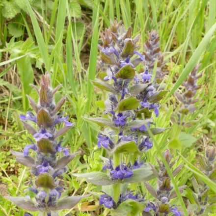 Közönséges ínfű (Ajuga genevensis) vetőmag