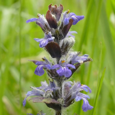 Indás ínfű (Ajuga reptans) vetőmag