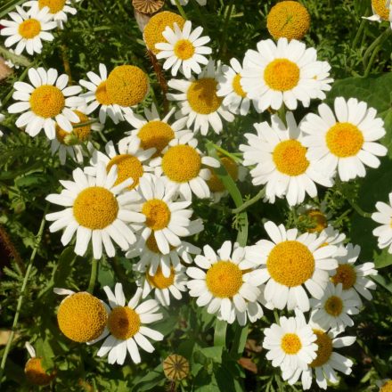 Nehézszagú pipitér (Anthemis cotula) vetőmag