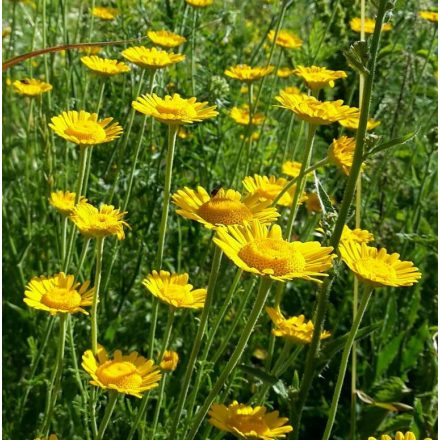 Festő pipitér (Anthemis tinctoria) vetőmag