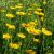 Festő pipitér (Anthemis tinctoria) vetőmag