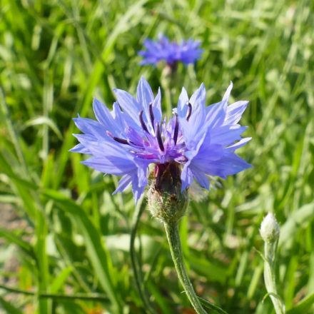 Kék búzavirág (Centaurea cyanus) vetőmag