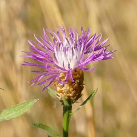 Réti imola (Centaurea jacea subsp. jacea) vetőmag