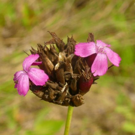 Magyar szegfű (Dianthus pontederae) vetőmag