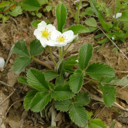 Csattogó szamóca (Fragraria viridis) vetőmag