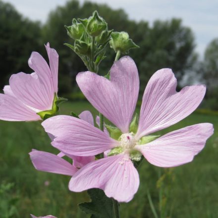 Parlagi madármályva (Lavatera thuringiaca) vetőmag