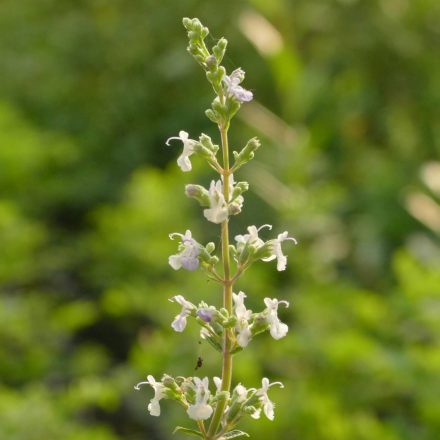 Bugás macskamenta (Nepeta pannonica) vetőmag