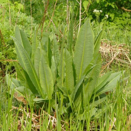 Tavi lórom (Rumex hydrolapathum) vetőmag