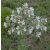 Magyar zsálya (Salvia aethiopis) vetőmag