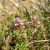 Közönséges kakukkfű (Thymus glabrescens) vetőmag