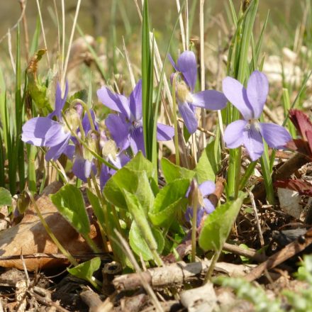 Borzas ibolya (Viola hirta) vetőmag