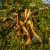 Tövises lepényfa, gledicsia (Gleditsia triacanthos) szabadgyökeres csemete