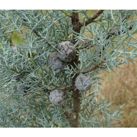 Arizonai ciprus (Cupressus arizonica) földlabdás csemete, 10-20 cm