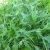 Green Mizuna japán mustár (Brassica rapa var. niposinica) vetőmag