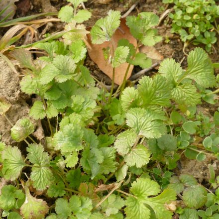 Koriander (Coriandrum sativum) vetőmag