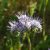 Facélia, mézontófű (Phacelia tanacetifolia) vetőmag