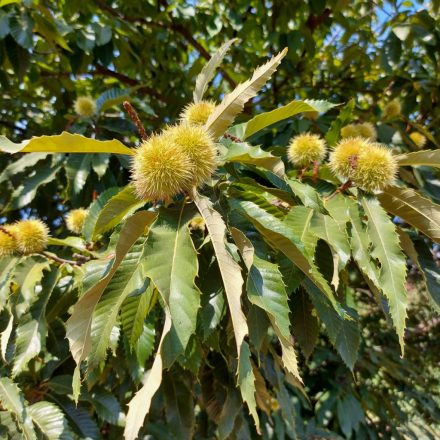 Szelídgesztenye (Castanea sativa) szabadgyökeres csemete