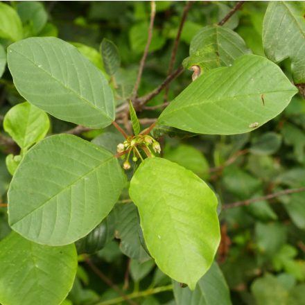 Kutyabenge (Frangula alnus) szabadgyökeres csemete