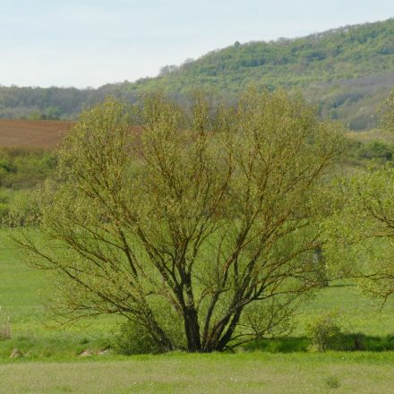 Fehér fűz (Salix alba) szabadgyökeres csemete