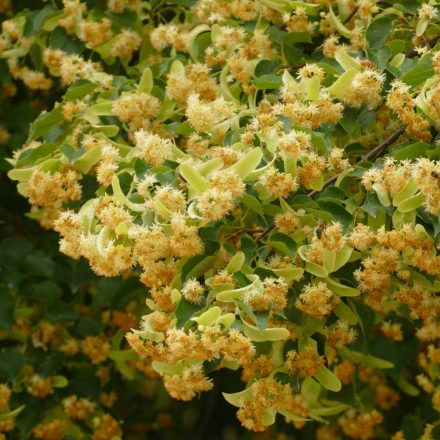 Kislevelű hárs (Tilia cordata) szabadgyökeres csemete