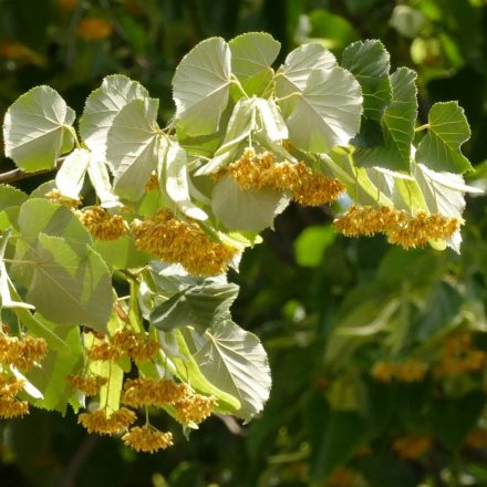 Ezüst hárs (Tilia tomentosa) szabadgyökeres csemete