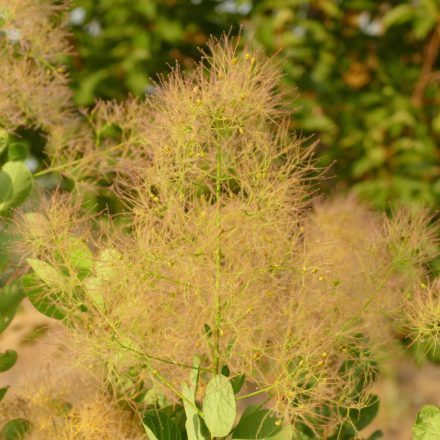 Cserszömörce (Cotinus coggygria) szabadgyökeres csemete