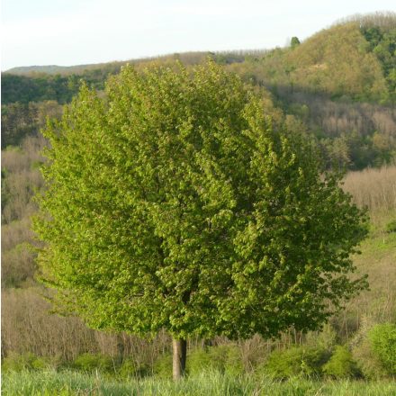 Vadgyümölcs fák csemetecsomag, 6 faj, 12 szabadgyökerű csemete