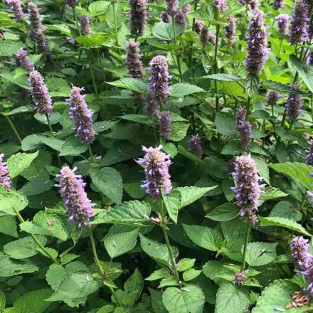 Ánizsizsóp (Agastache foeniculum) palánta