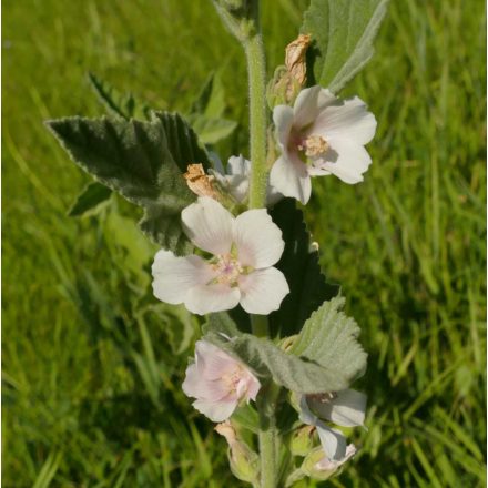 Orvosi ziliz (Althaea officinalis) palánta