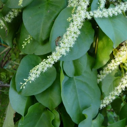  Madeira szőlő (Anredera cordifolia) palánta