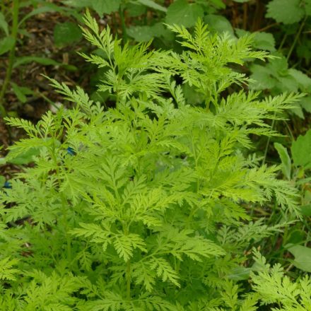 Egynyári üröm (Artemisia annua) palánta