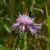 Magyar imola (Centaurea jacea subsp. angustifolia) palánta