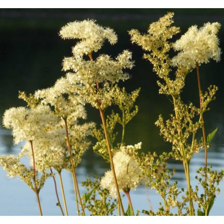 Réti legyezőfű (Filipendula ulmaria) palánta