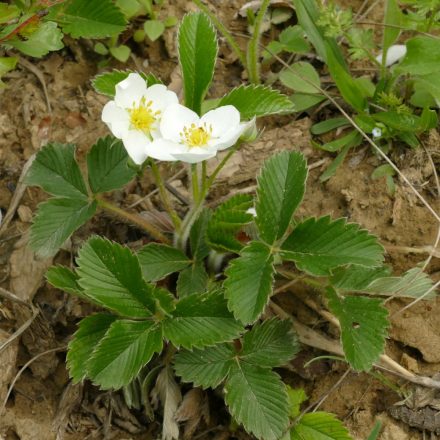 Csattogó szamóca (Fragraria viridis) palánta