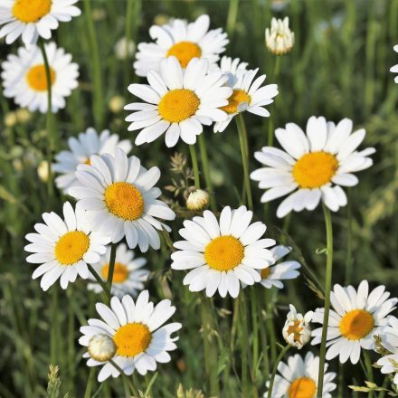 Réti margitvirág (Leucanthemum vulgare) palánta