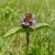 Közönséges gyíkfű (Prunella vulgaris) palánta