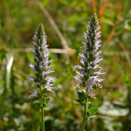 Macskafarkú veronika (Pseudolysimacium spicatum) palánta