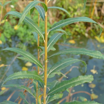 Kosárkötő fűz (Salix viminalis) földlabdás csemete