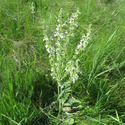 Osztrák zsálya (Salvia austriaca) palánta