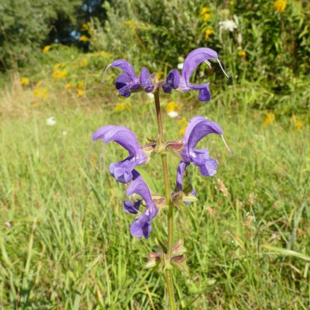 Mezei zsálya (Salvia pratensis) palánta