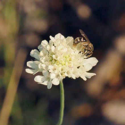 Vajszínű ördögszem (Scabiosa ochroleuca) palánta