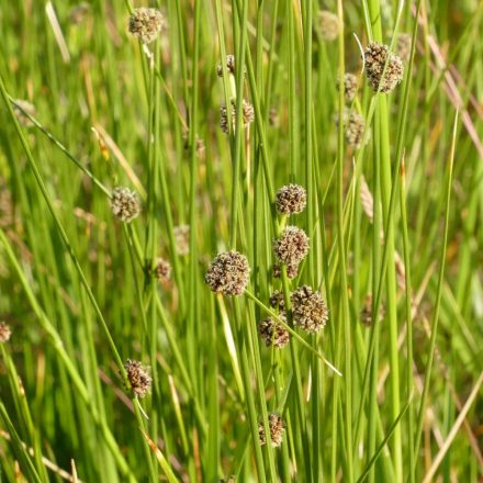 Homoki szürkekáka (Scirpoides holoschoenus) palánta