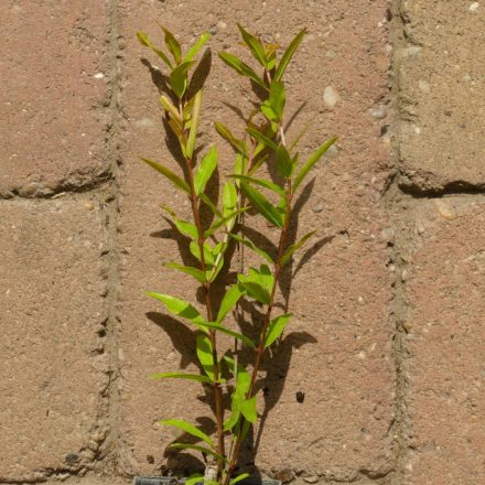 Punica granatum 'Surh Anor', gránátalma, fagytűrés -18 fok