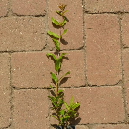 Punica granatum 'Barski', gránátalma, szívós horvát fajta