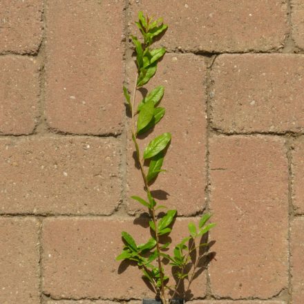 Punica granatum 'Ciparski', gránátalma, szívós horvát fajta