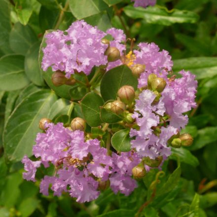 Lagerstroemia indica 'Sioux', lilás rózsaszín virágú selyemmirtusz, fagytűrés -23 fok